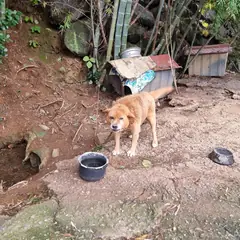 거제시 갈색 믹스견 수컷