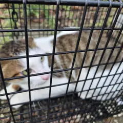 거제시 검은색흰색황토색조합 한국 고양이 수컷