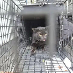거제시 검정색 한국 고양이 성별 미상