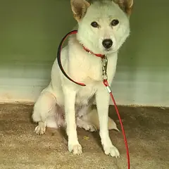 양산시 흰색 믹스견 암컷