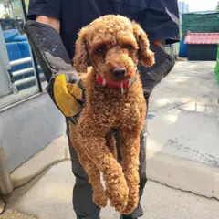 양산시 기타(황색) 푸들 수컷