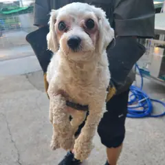 양산시 흰색 말티즈 암컷