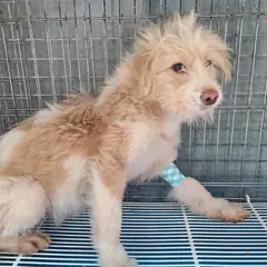 양산시 갈색&흰색 믹스견 암컷