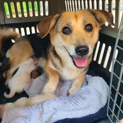 양산시 기타(검정황색) 믹스견 암컷