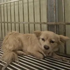 의령군 크림색 믹스견 암컷
