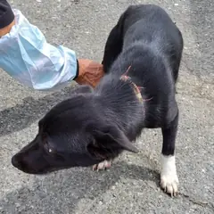 함안군 검정&흰색 믹스견 암컷