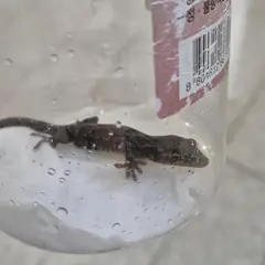 함안군 기타(검정,갈색) 기타축종 성별 미상