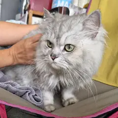 함안군 기타(검정,흰색) 페르시안 암컷