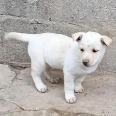 함안군 흰색 믹스견 암컷