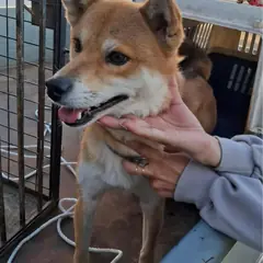 함안군 황갈색 시바 수컷