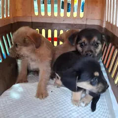 함안군 갈색&검정 믹스견 수컷