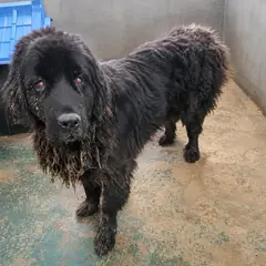 창녕군 검정색 믹스견 암컷