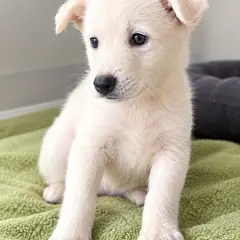 창녕군 흰색 믹스견 수컷
