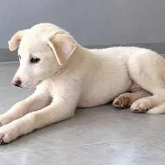 창녕군 흰색 믹스견 수컷