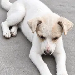 창녕군 흰색 믹스견 암컷