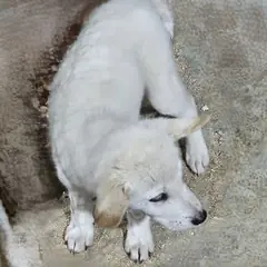 창녕군 흰색 믹스견 수컷