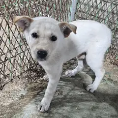 창녕군 흰색 믹스견 암컷