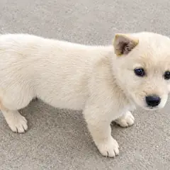 창녕군 흰색 믹스견 암컷