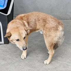 창녕군 갈색 믹스견 수컷