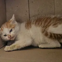 창녕군 레몬색&흰색 한국 고양이 수컷