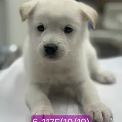 고성군 흰색 믹스견 암컷