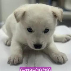 고성군 흰색 믹스견 암컷