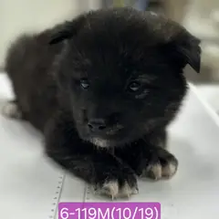 고성군 검정색 믹스견 수컷