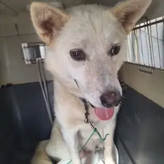남해군 흰색 진도견 암컷