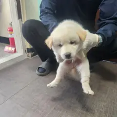 하동군 흰색 믹스견 수컷