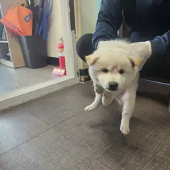 하동군 흰색 믹스견 수컷