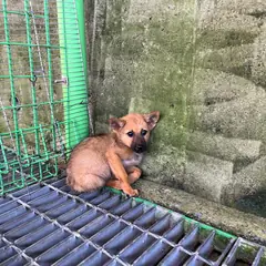 하동군 갈색 믹스견 암컷