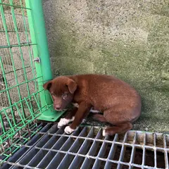 하동군 밤색 믹스견 암컷