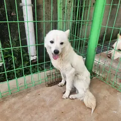 하동군 흰색 믹스견 수컷