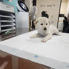 하동군 흰색 믹스견 암컷