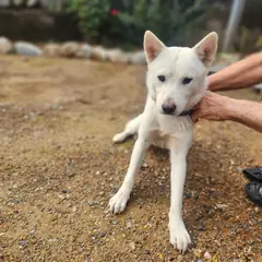 하동군 흰색 믹스견 암컷