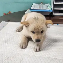 하동군 흰색 믹스견 암컷
