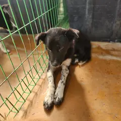 하동군 검정색 믹스견 암컷