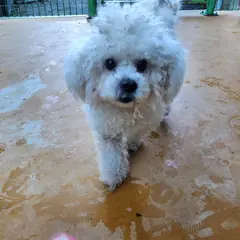 하동군 흰색 믹스견 수컷