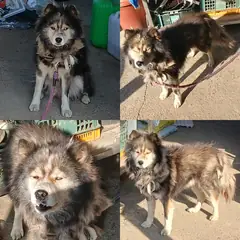 함양군 갈색&검정&흰색 믹스견 수컷