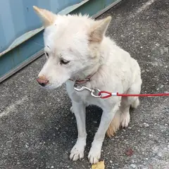 함양군 흰색 진도견 암컷