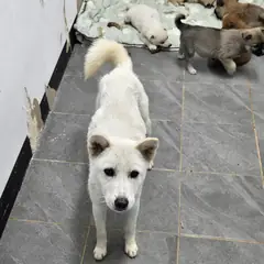 함양군 흰색 믹스견 암컷
