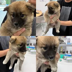 함양군 갈색&검정 믹스견 암컷