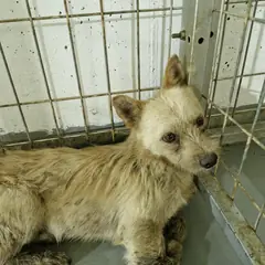 거창군 갈색 믹스견 수컷