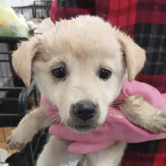 거창군 흰색 믹스견 암컷