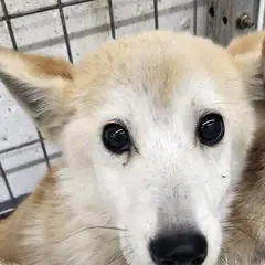 거창군 흰색 믹스견 암컷
