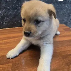 거창군 갈색 믹스견 수컷