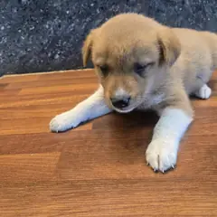 거창군 갈색 믹스견 수컷