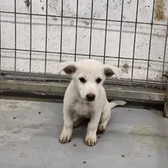 거창군 흰색 믹스견 암컷