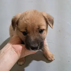 거창군 갈색 믹스견 수컷