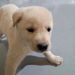 거창군 크림색 믹스견 암컷